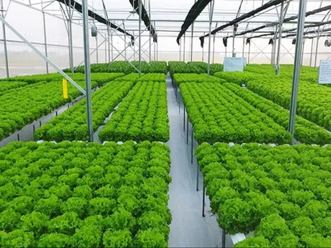 Mô hình nông nghiệp đô thị sinh thái: Giải pháp thực phẩm tại chỗ bền vững